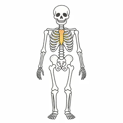 Anatomy coloring pages Anatomy coloring pages