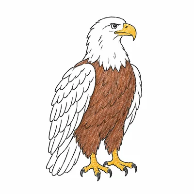 Birds coloring pages Birds coloring pages
