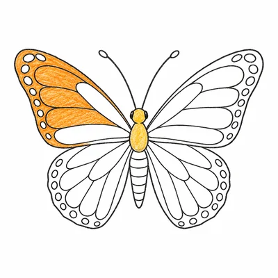 Butterfly coloring pages Butterfly coloring pages