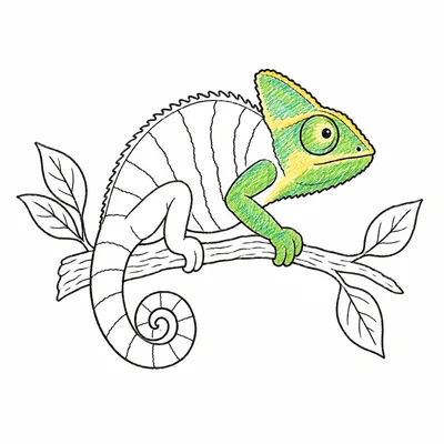 Chameleon coloring pages Chameleon coloring pages