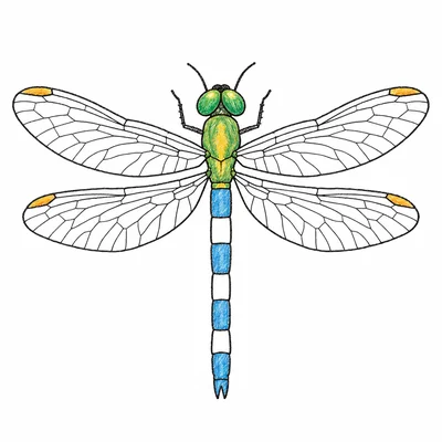 Dragonfly coloring pages Dragonfly coloring pages