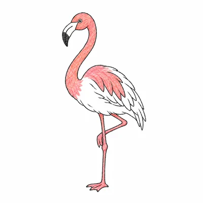 Flamingo coloring pages Flamingo coloring pages