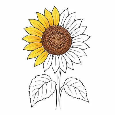 Flowers coloring pages Flowers coloring pages