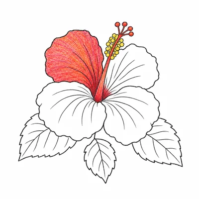Hawaiian coloring pages Hawaiian coloring pages
