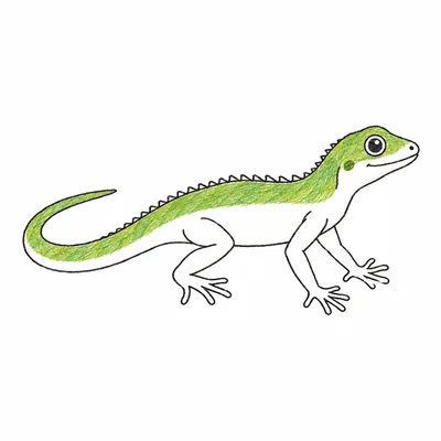 Lizard coloring pages Lizard coloring pages