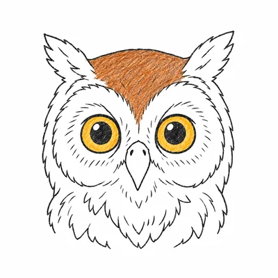 Owl coloring pages Owl coloring pages