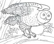 animal barn owl s5551