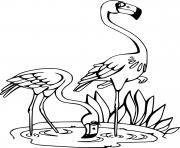 Two Flamingos in the Water
