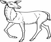 Printable Elegant Sika Deer coloring pages